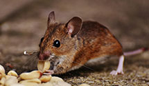 24 Hour & Emergency Exterminators in Laguna Beach, CA